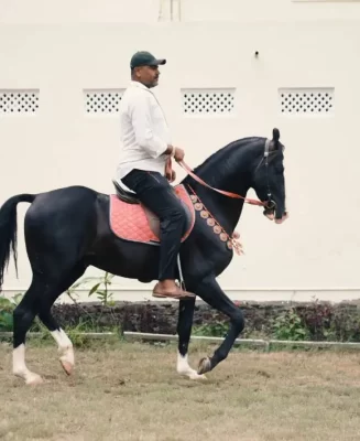 horse-2