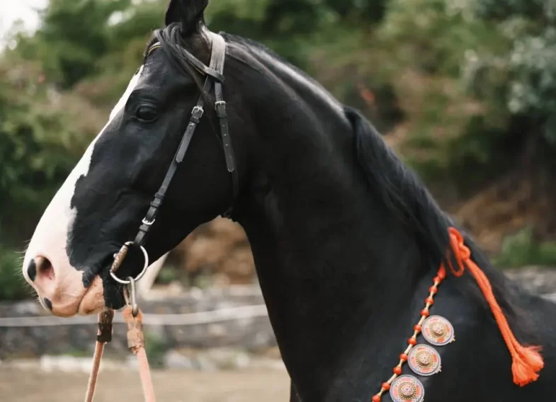 horse-4